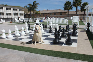 Kayla on a giant chess board