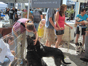 East Bay SPCA Adopt-a-Thon