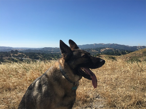 Dog hiking Acalanes Ridge