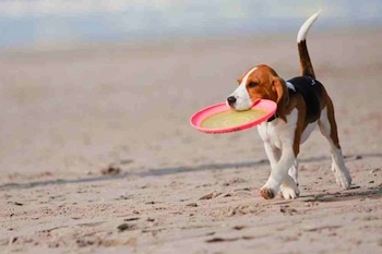 beagle on the beach with a frisbee