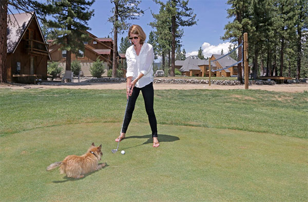 Golfing with dog at Chalet View Lodge