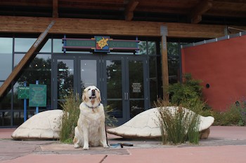 Kayla the Yellow Lab In Front of Turtle Statues