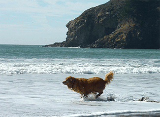 Dog running at Muir Beach