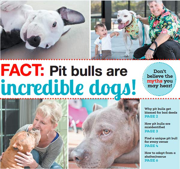 Information on pit bulls and why they are great dogs