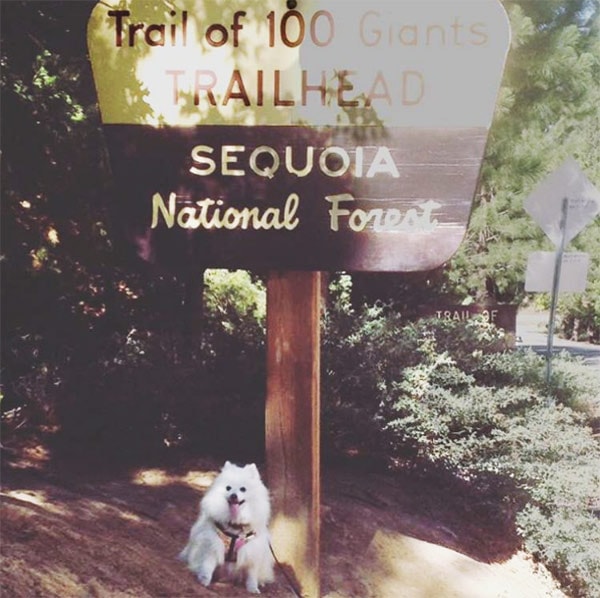 Ziggy at Trail of 100 Giants