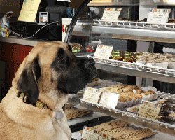 Dog sniffing treats at Three Dog Bakery in Sonoma