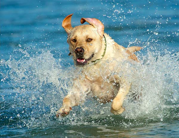 Dog splashing in the waves at beach