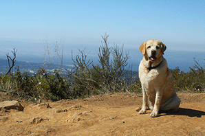 Dog on trail in Santa Barbara