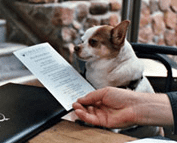dog reading a menu