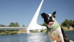 Capture a picturesque moment with your beloved canine! Envision them frolicking by the shimmering water, donning a vibrant green bandana that strikingly contrasts their fur. An architectural marvel - an exquisite bridge - acts as the perfect backdrop for this memorable escapade. - Dogtrekker