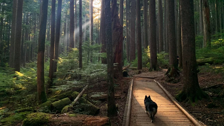 Embark on an enchanting woodland adventure with your canine companions as you amble along a rustic wooden pathway, meandering through the heart of a sun-dappled forest.