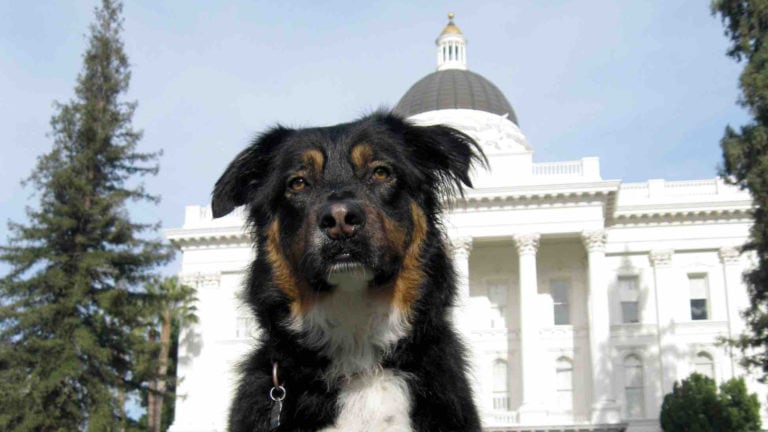 Dog in front of Sacramento Capitol