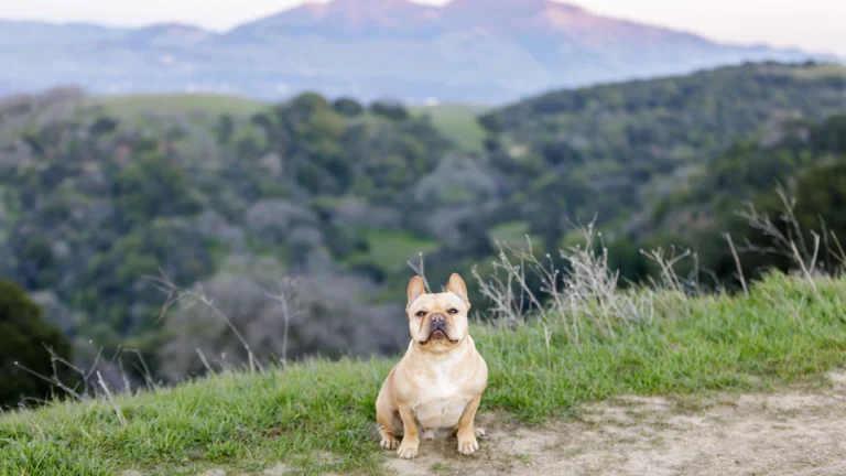 Experience the beauty of nature with your French Bulldog as it relaxes on a lush, grassy hill, gazing at the breathtaking mountain range that paints a mesmerizing backdrop. Unleash moments of joy and tranquility amidst serene landscapes; perfect for creating everlasting memories with your four-legged companion.