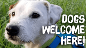 Dogs welcome here in Concord graphic