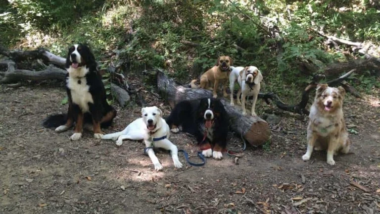 Old Railroad Grade trail in Mill Valley.