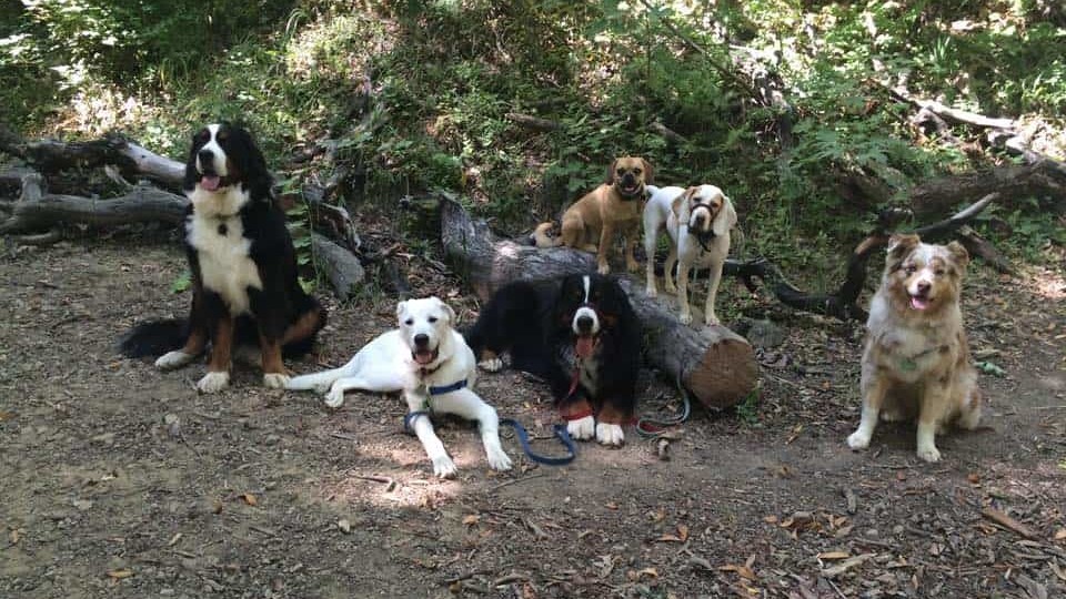 group of 6 dogs sit along a shaded fire road on Old Railroad Grade