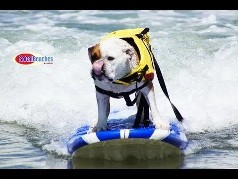 Surf Dogs