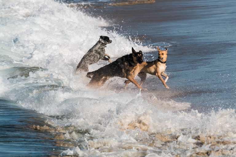 Three dogs playing in the ocean