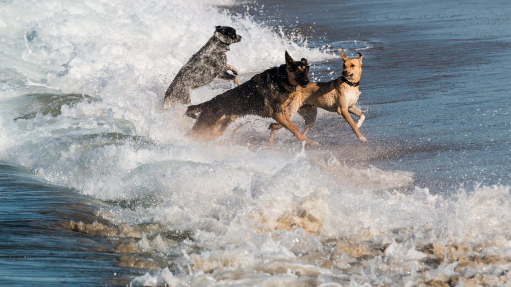 Three dogs playing in the ocean