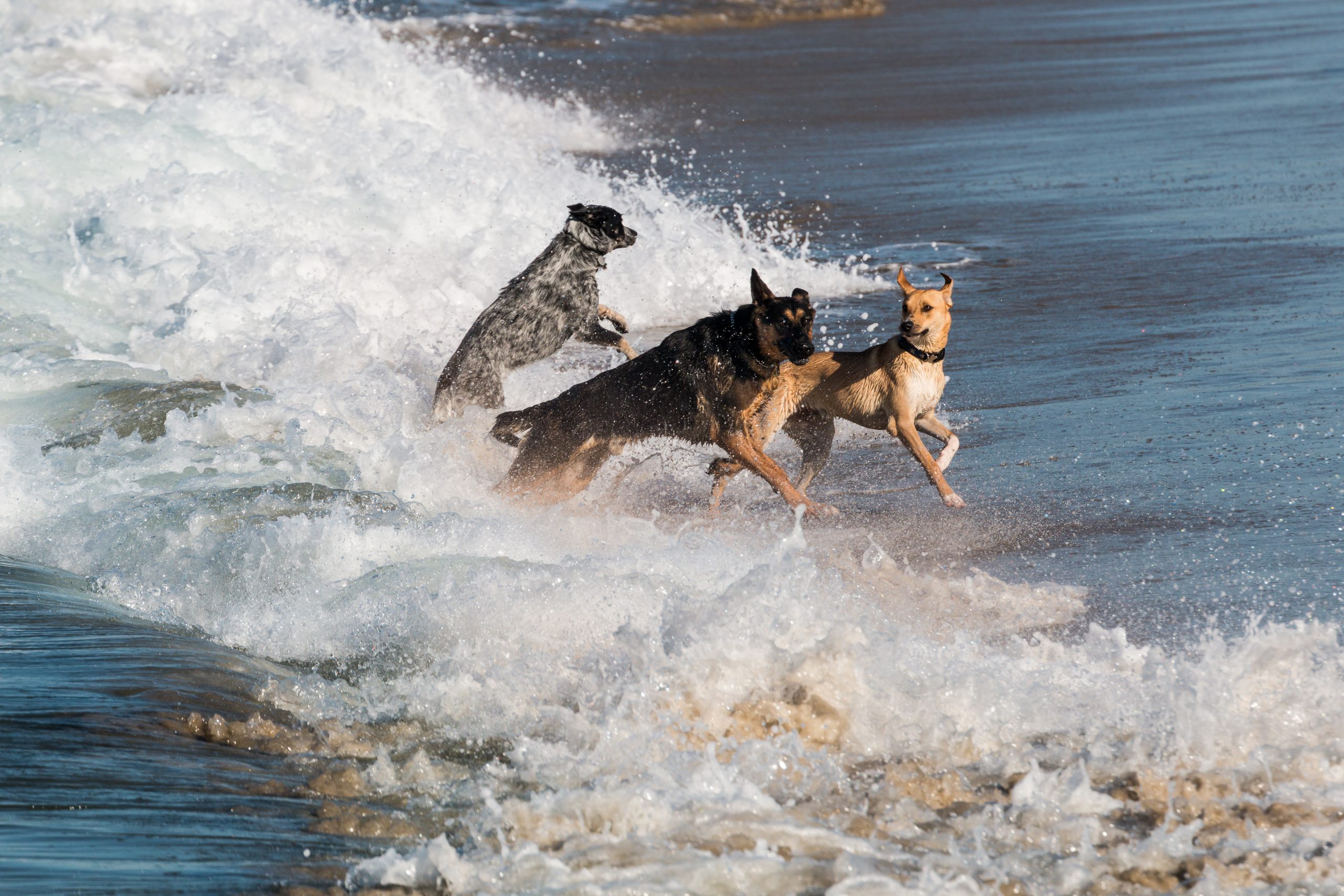 Three dogs playing in the ocean