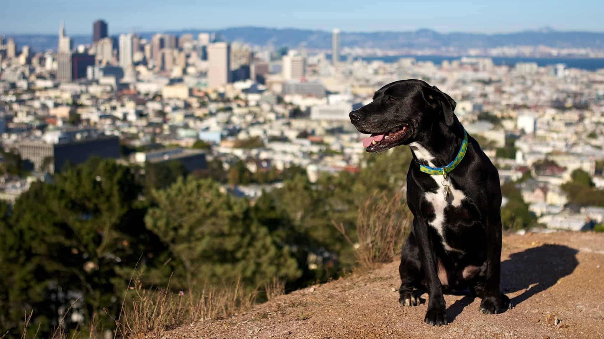 mixed breed dog sits on hill overlooking San Francisco cityscape