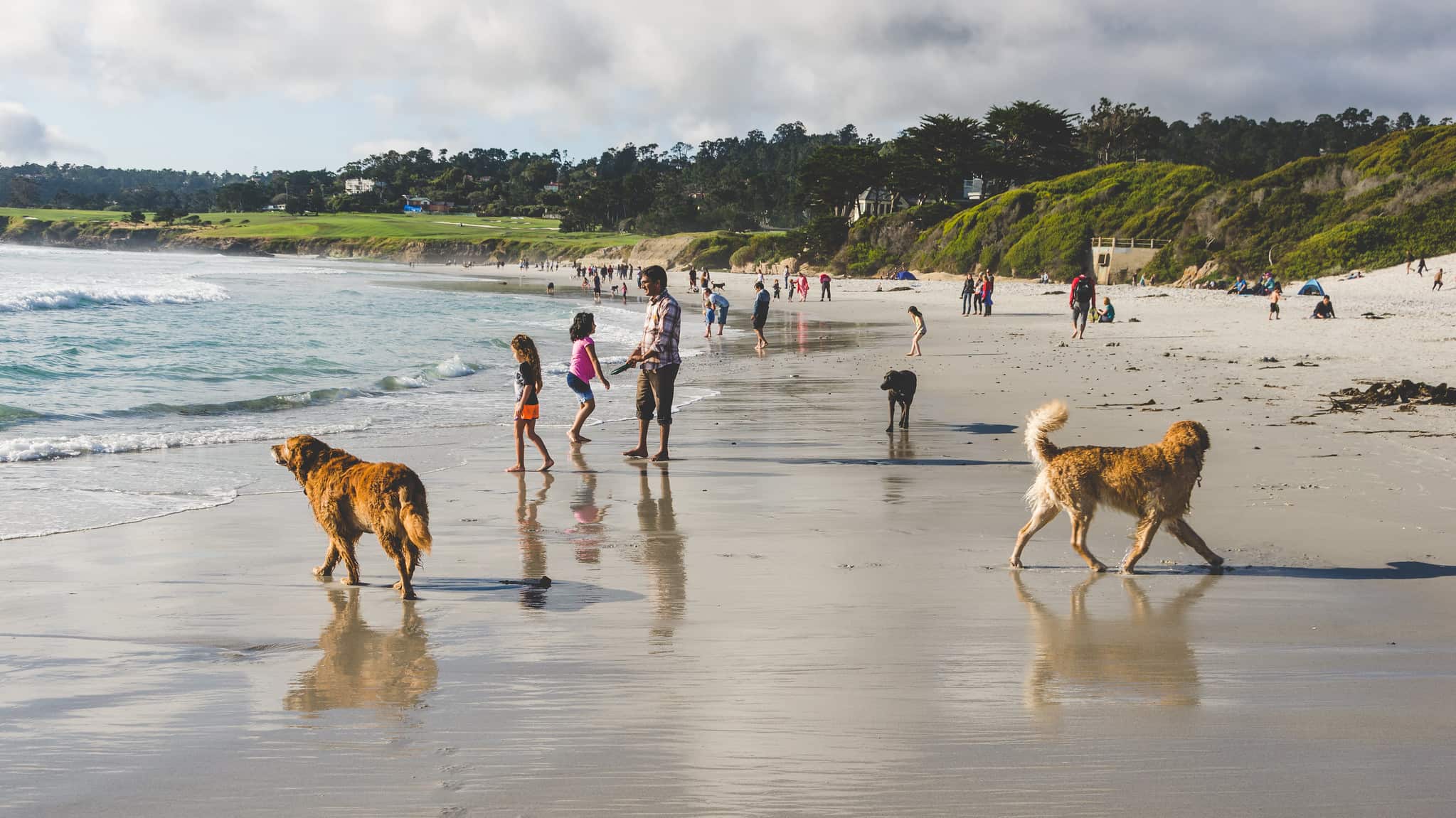 Dogs and people stand on the shore in Carmel