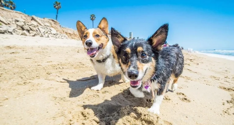 Image from Kayla in Surf City on DogTrekker