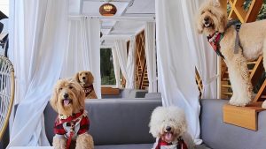 Four dogs, two poodles and two smaller breeds, relax on a chic enclosed patio. They wear fashionable outfits that match the cozy surroundings. White curtains and wooden accents enhance the space, giving it a vibe similar to California's dog-friendly hotels.