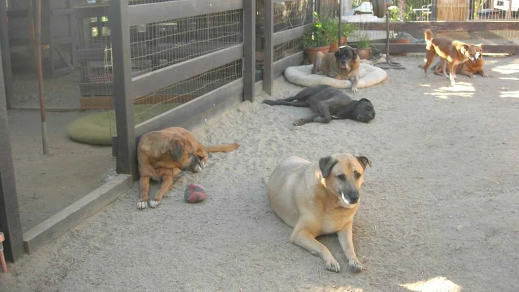 group of dogs in large enclosed yard