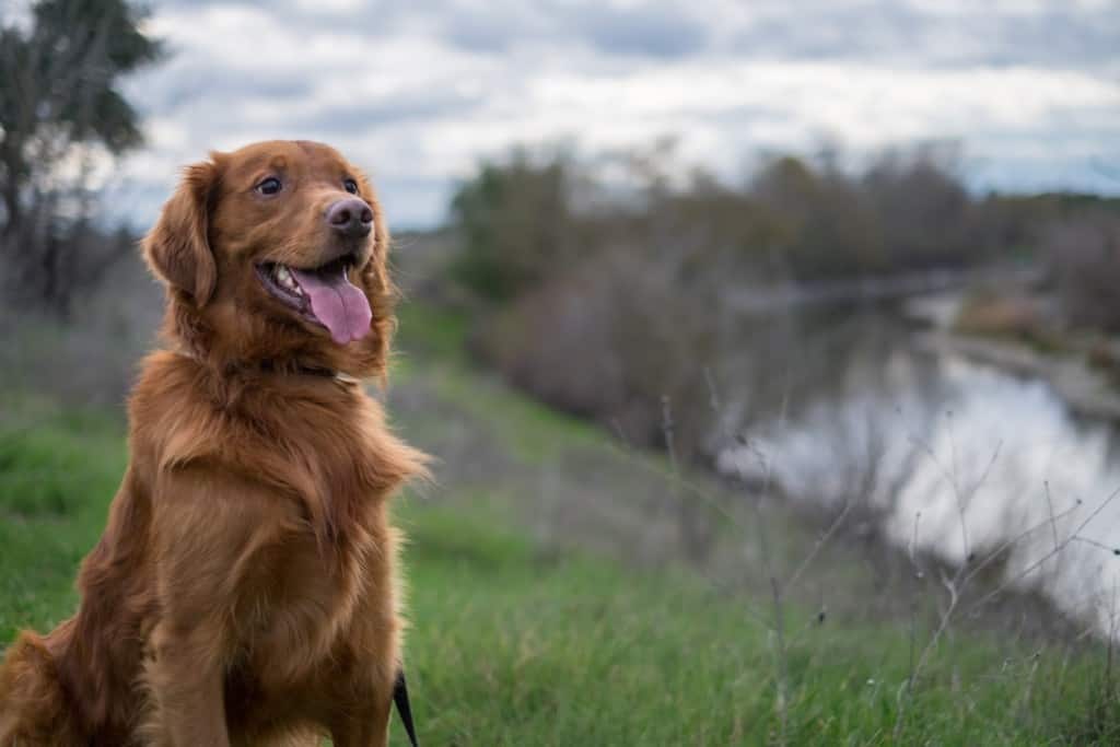 Bright Red Golden Retriever Dog by the River