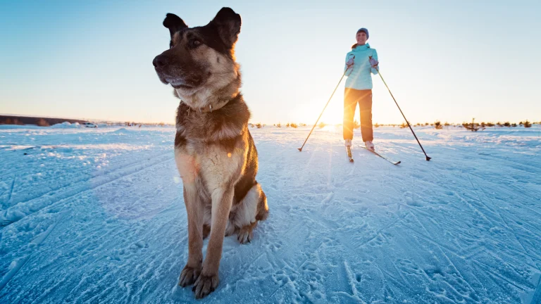 Skiing with the dog