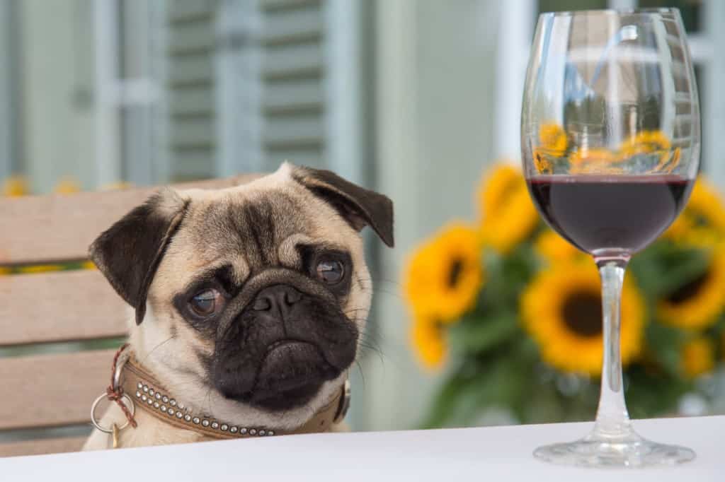 pug sits at table with glass of wine on it