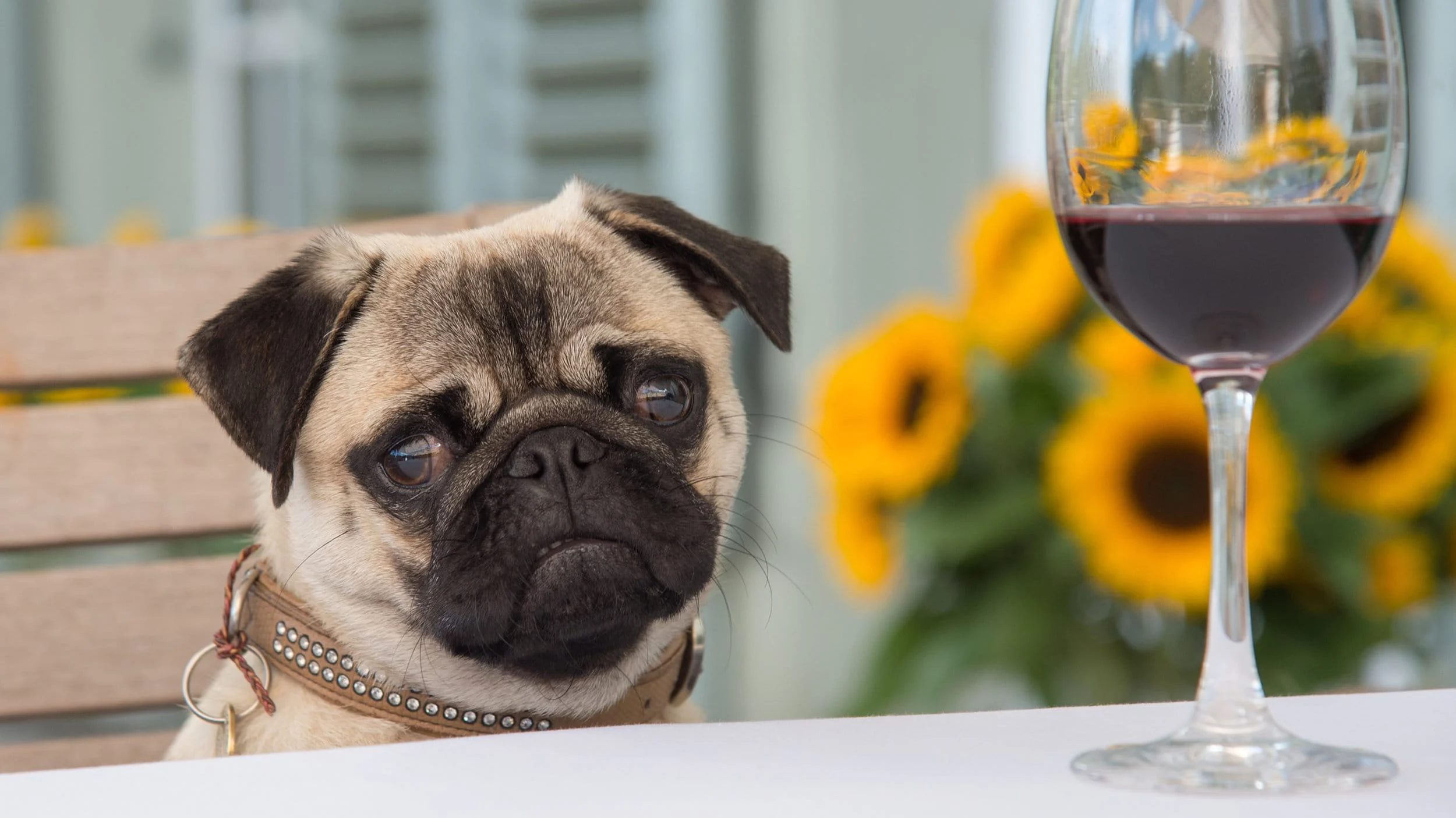 Mops mit Weinglas