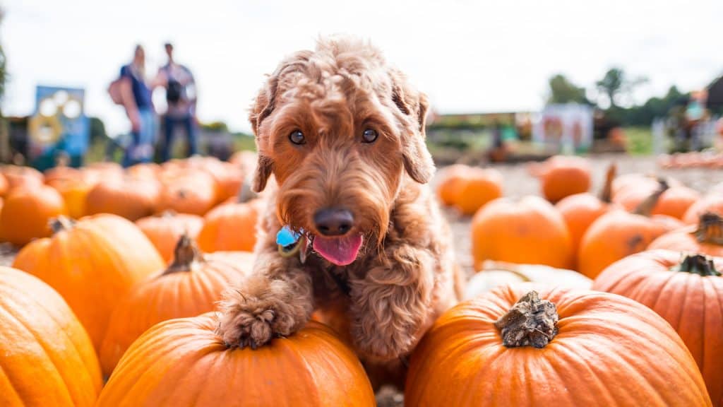 puppy playing amongst the pumpkins