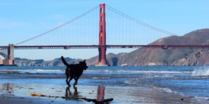 Experience the joy of watching your canine companion frolic on the sandy shores of Crissy Field, while the majestic Golden Gate Bridge paints a stunning backdrop. The golden-hued structure standing tall against a clear blue sky promises a picturesque playdate for any dog lover and their faithful friend. Engage in an exciting game of fetch, let them chase the waves lapping at their paws, or simply relax as they dig into the cool sand under sunny skies near this iconic San Francisco gem. A perfect outing spot for those wanting to make unforgettable memories with their pets! - Dogtrekker