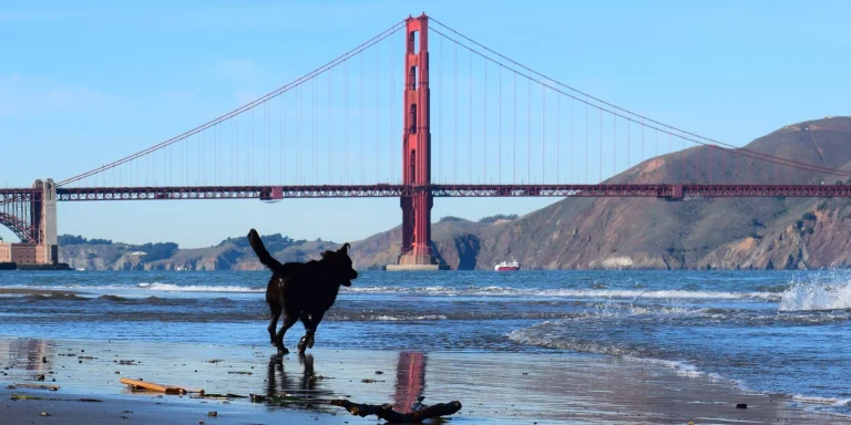 Experience the joy of watching your canine companion frolic on the sandy shores of Crissy Field, while the majestic Golden Gate Bridge paints a stunning backdrop. The golden-hued structure standing tall against a clear blue sky promises a picturesque playdate for any dog lover and their faithful friend. Engage in an exciting game of fetch, let them chase the waves lapping at their paws, or simply relax as they dig into the cool sand under sunny skies near this iconic San Francisco gem. A perfect outing spot for those wanting to make unforgettable memories with their pets!