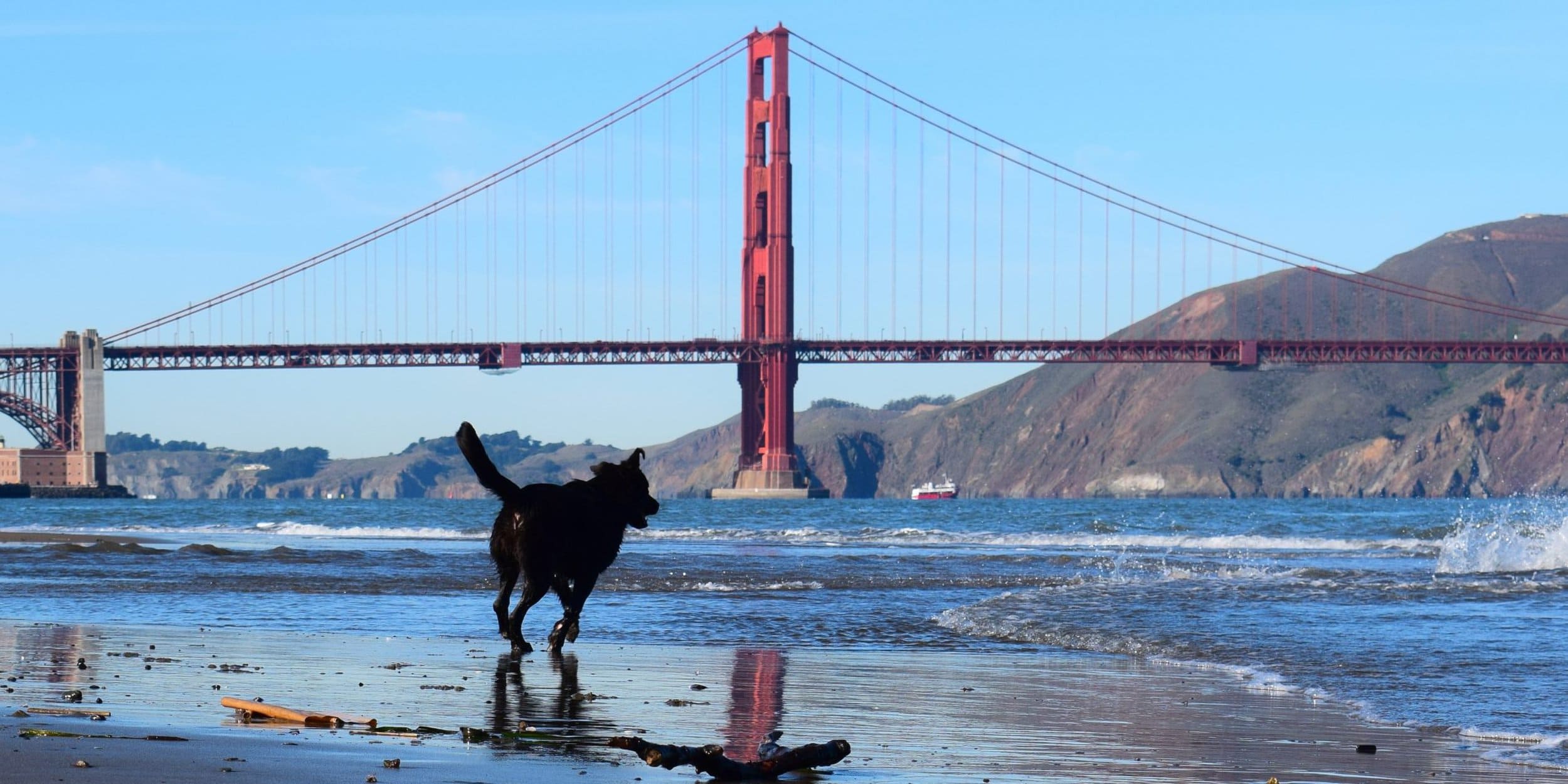 Dog running towards Golden Gate Bridge, San Francisco, CA