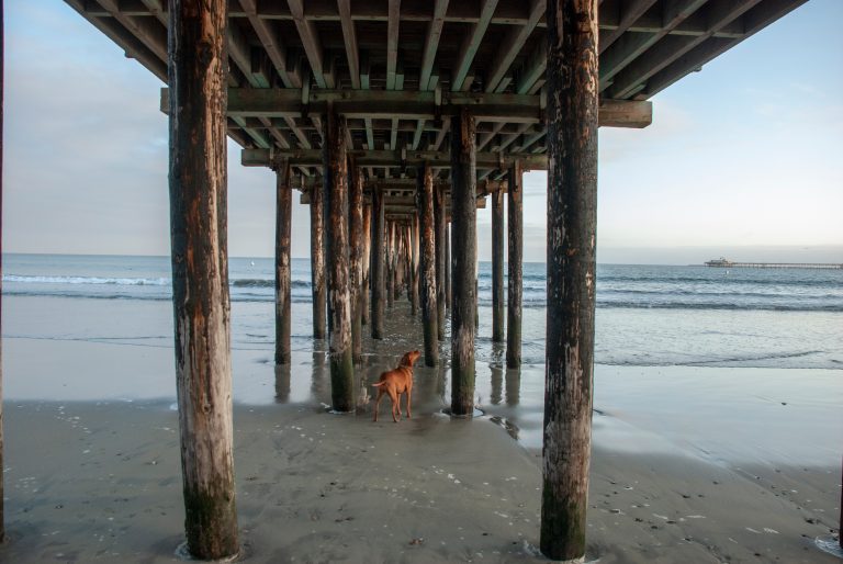 Dog under the pier in Avila Beach