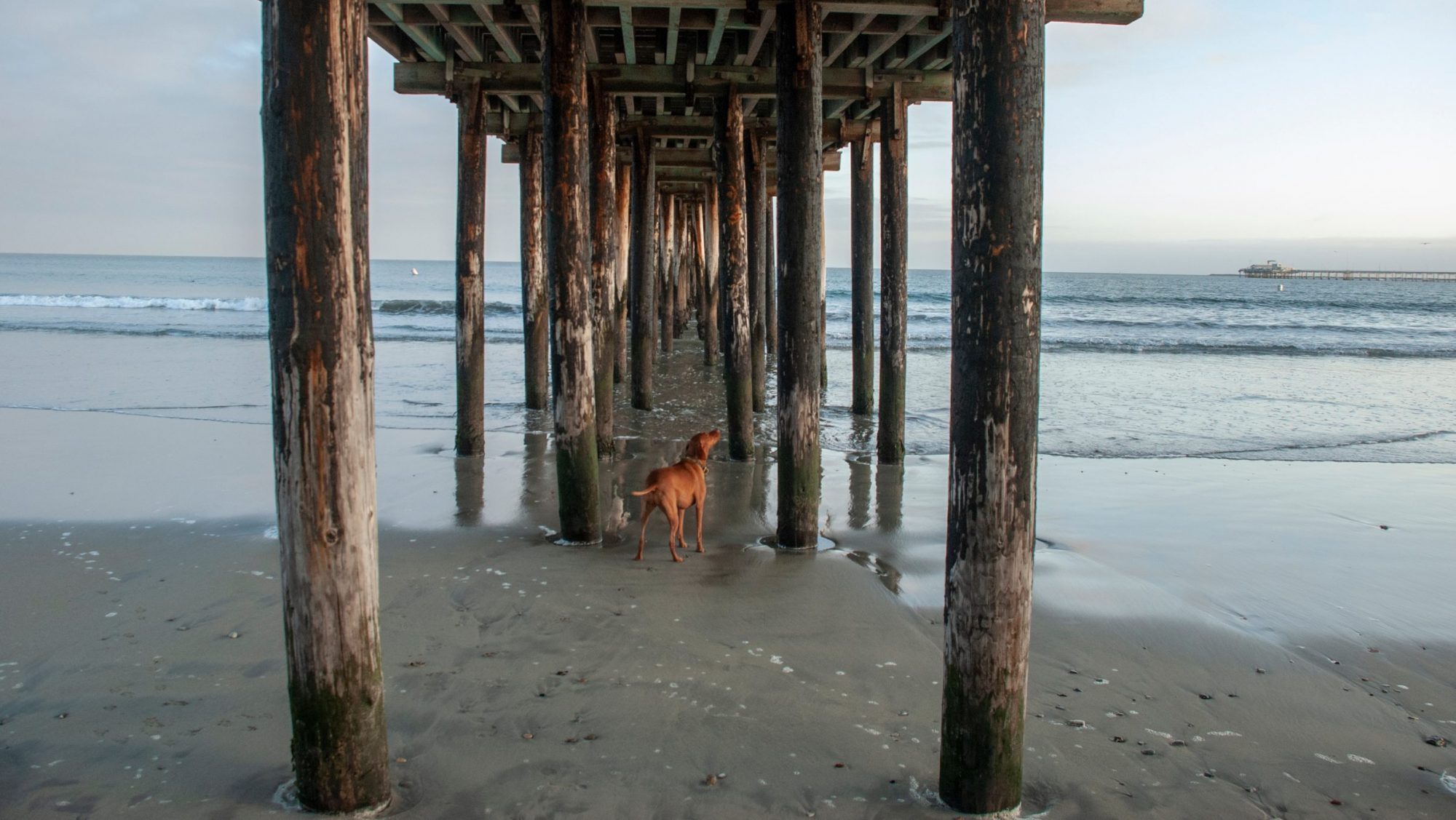 Dog under the pier in Avila Beach