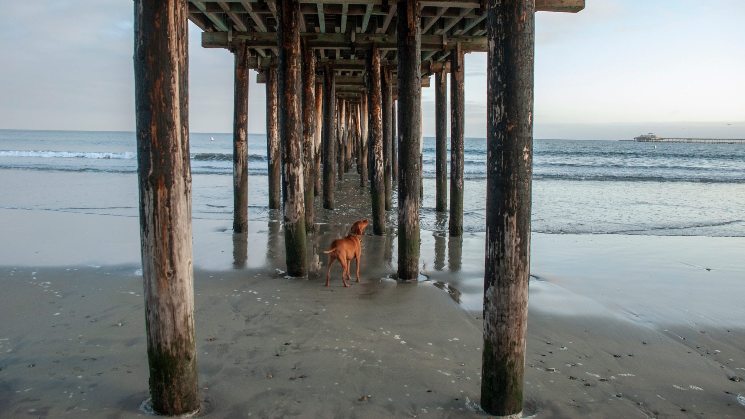 Dog under the pier in Avila Beach