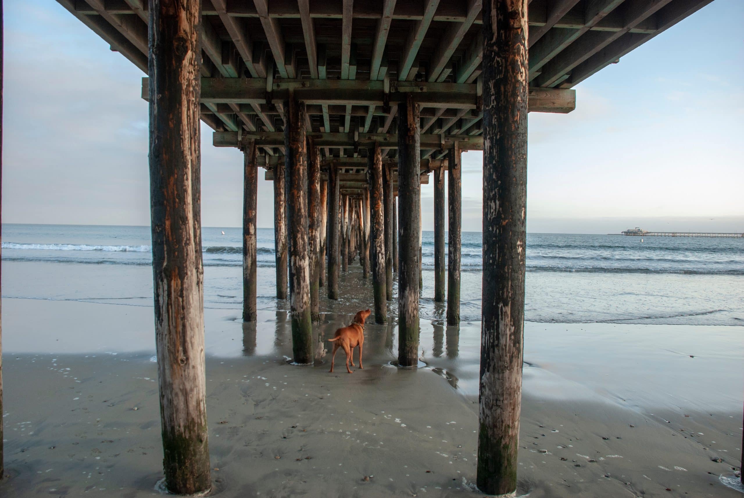 Dog under the pier in Avila Beach