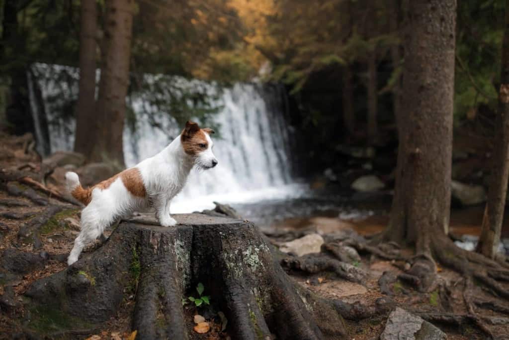 Jack Russell Terrier by a waterfall in Redding