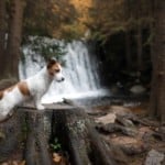 Jack Russell Terrier by a waterfall in Redding