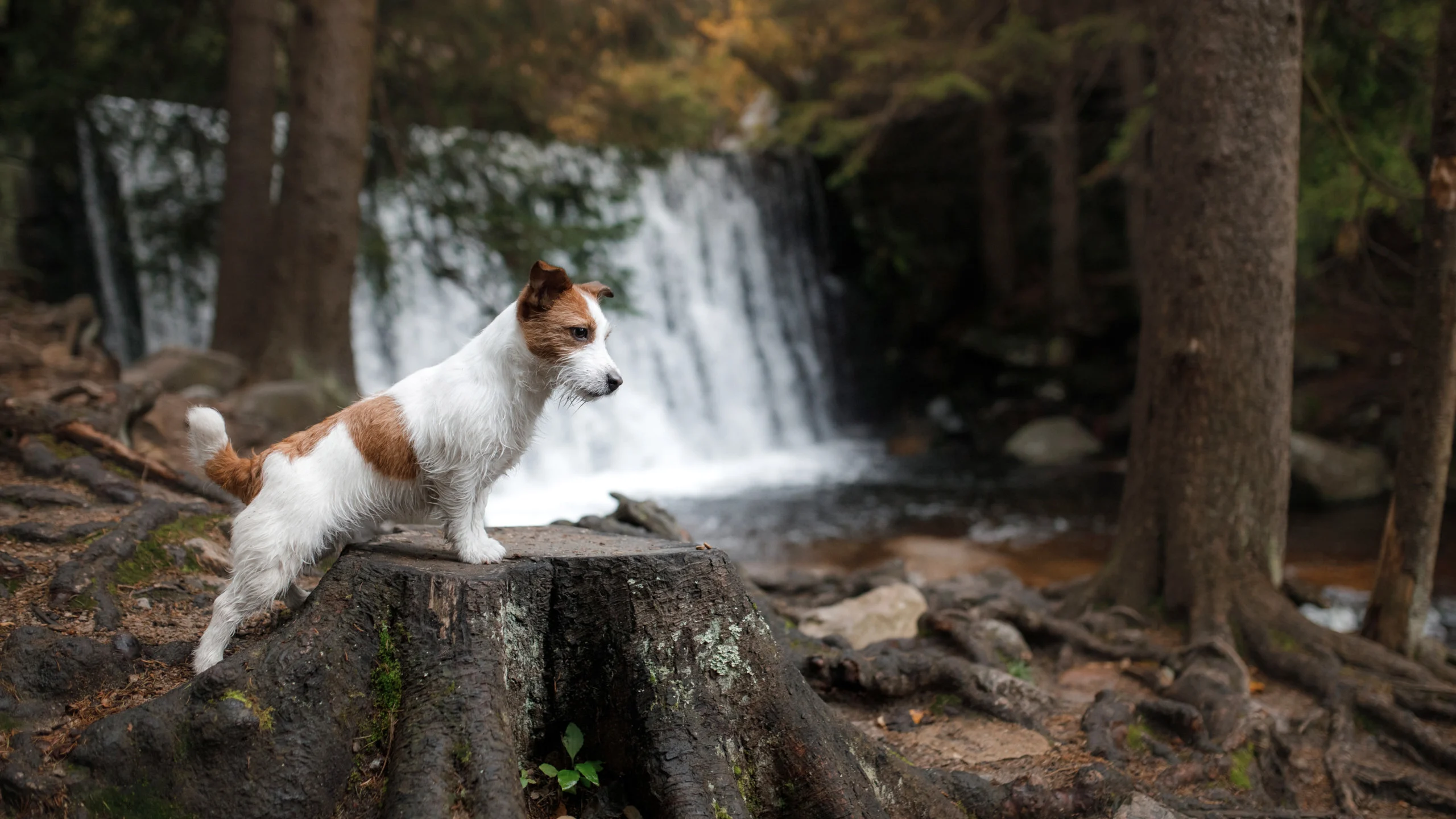 the dog is standing by the waterfall. Jack Russell Terrier in na
