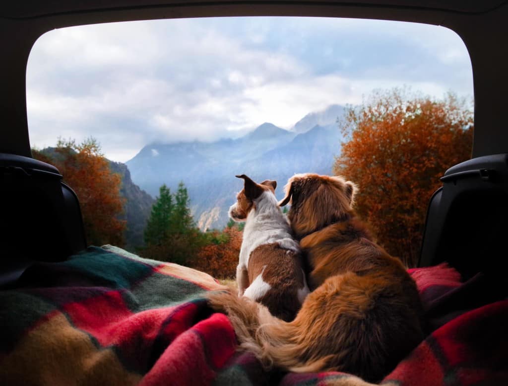 dog camping in the car.