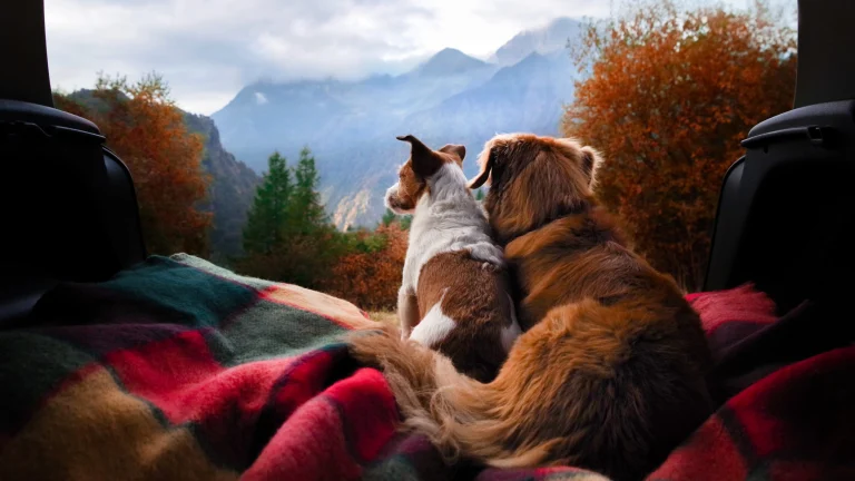 dog camping in the car. Nova Scotia Duck Tolling Retriever and Jack Russell Terrier in the luggage compartment. Pets on vacation.