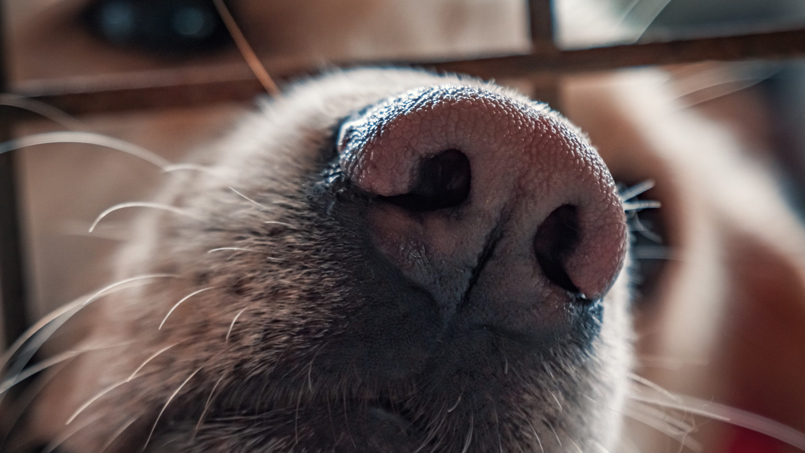 close up of yellow labs nose
