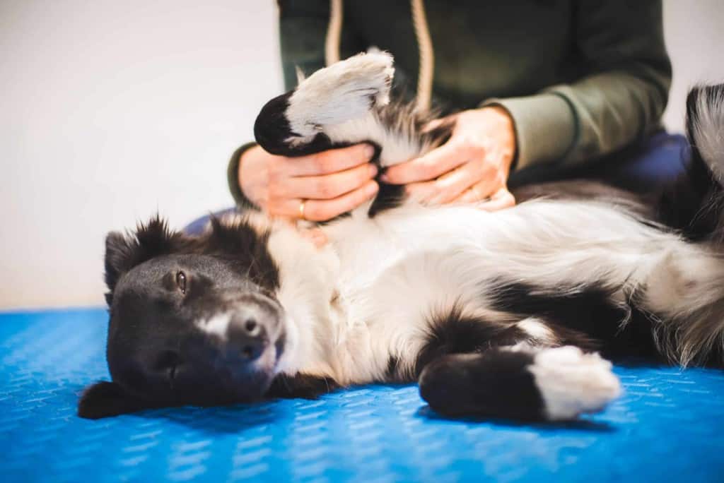 Border collie dog during a massage done by a pet physical therapy