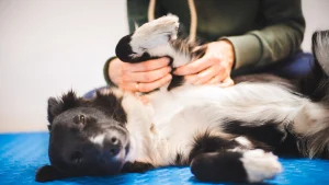 Benefits of physical rehabilitation for your dog
