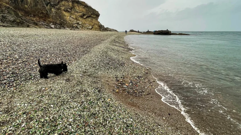 Dog on Glass Beach, Fort Bragg.